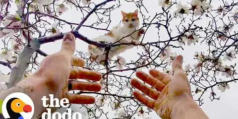 Cat Keeps Climbing Higher Every Time His Family Tries To Rescue Him | The Dodo