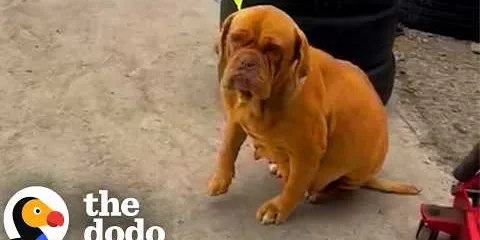 Dog Who Lived Outside A Mechanic Shop Now Scrolls Mom’s Phone | The Dodo