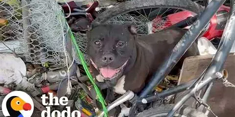 Dog Refuses To Leave The Spot Where He Last Saw His Dad | The Dodo