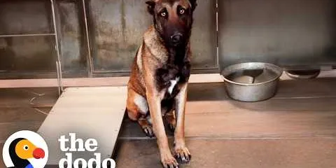 It Took A Whole Community To Help This German Shepherd Trust Again | The Dodo